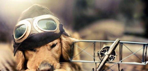 如何为金毛犬下完狗选择适当的食物（金毛犬下完狗后应该吃些什么）