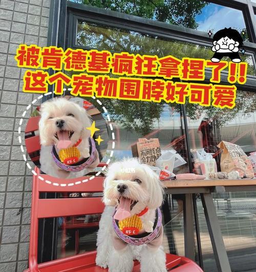 以可以狗一狗，你需要了解的宠物健康知识（养狗之前）