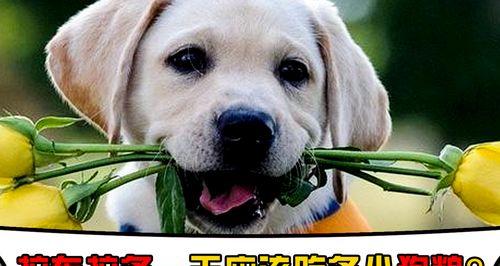 如何科学喂养拉布拉多犬（满月宝宝吃多少狗粮合适）