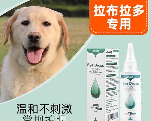 拉布拉多犬流泪怎么办（解决拉布拉多犬流泪的问题）