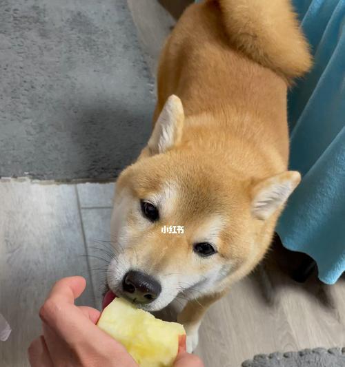 小狗能吃水果吗（了解营养需求和注意事项）