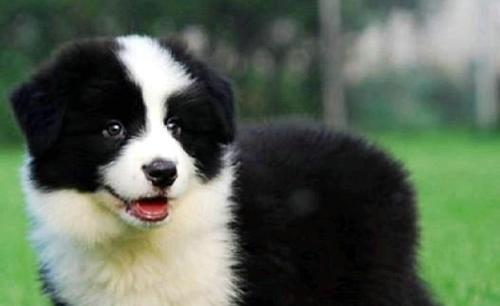 两个月大幼犬该如何用药（宠物养护必备）