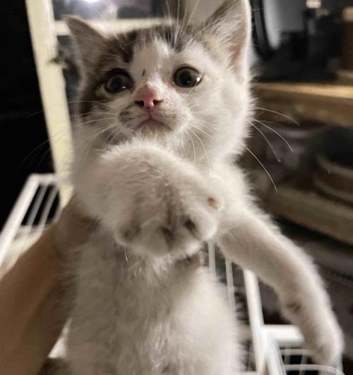 两个月大的小猫能否食用妙鲜包（一位宠物爱好者的实测心得分享）