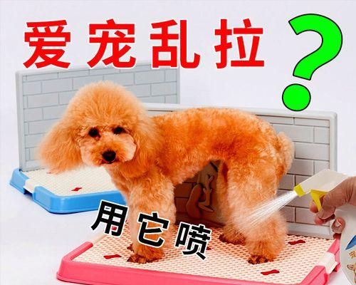 如何解决两岁狗狗乱尿问题（养宠必看）