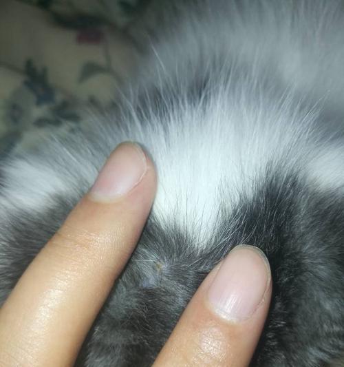 猫身上白色肉疙瘩的处理方法（以宠物为主）