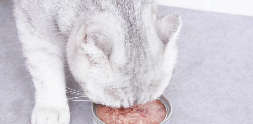 猫咪吃罐头后呕吐怎么办（以宠物为主）