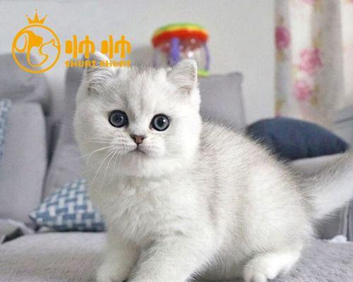 猫咪打疫苗吐了，如何防止再次发生（宠物打疫苗的注意事项和正确处理方式）
