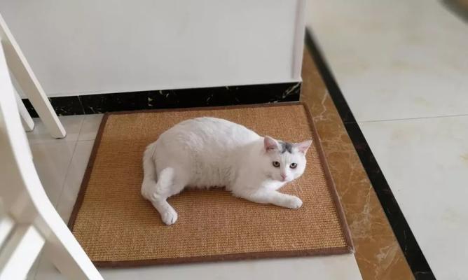 宠物猫咪发情期的时间和表现（了解猫咪的生理周期）