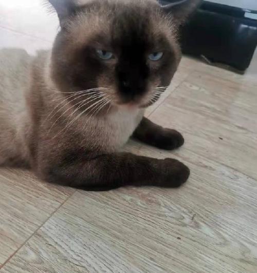 暹罗猫的肥胖问题（如何让宠物暹罗猫健康瘦身）