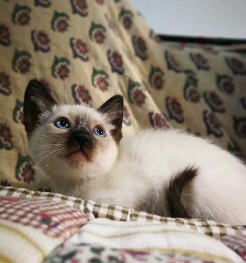 探秘布偶猫的迷人之处（以长的像暹罗猫的布偶为主题的细节揭秘）