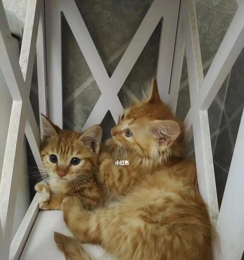 长毛橘猫与布偶的杂交探秘（宠物界的新生种）
