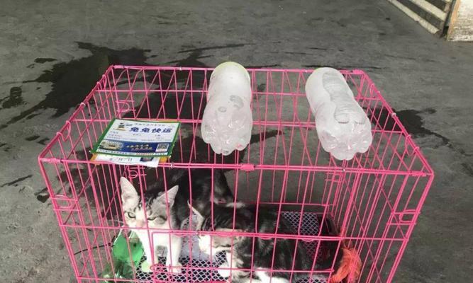 远行后的小狗——如何关爱宠物在长途运输中的健康（如何准备宠物旅行箱）