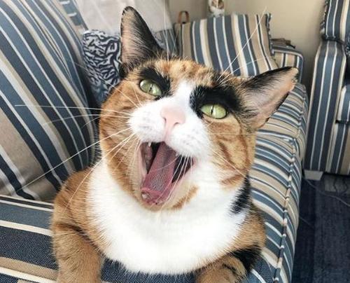 那只超级凶的猫咪到底是谁（探寻这只宠物背后的故事）