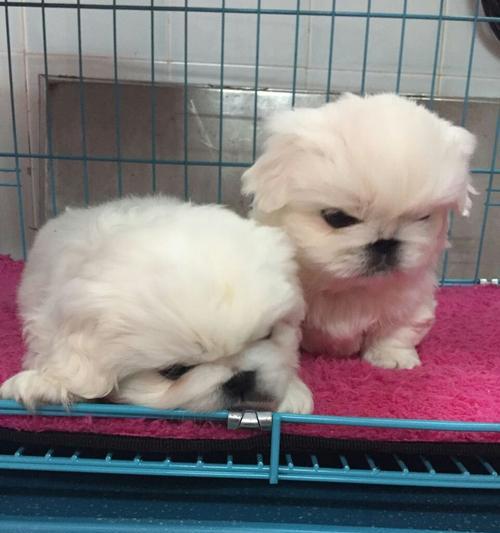 成年京巴与幼犬的区别（探究宠物成长变化）