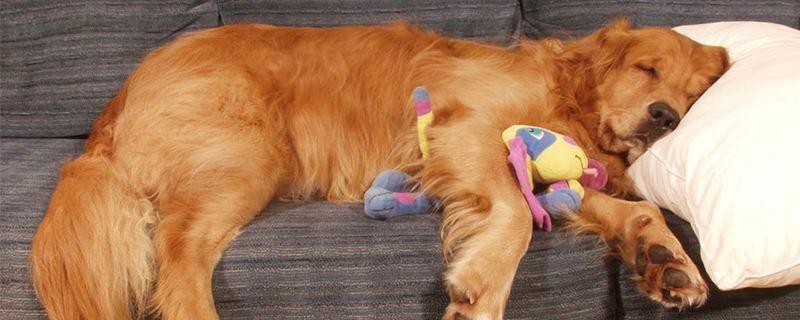 成犬训练（以宠物为主的实用指南）