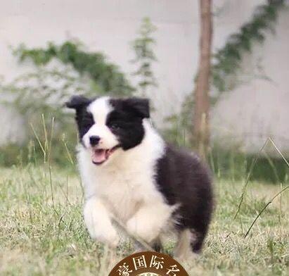 如何让宠物狗狗吸收药物更好（吃什么药能帮助宠物狗狗吸收药物）