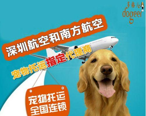 宠物狗空运证明指南（从准备到安全）