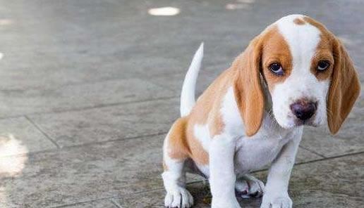 让你的爱犬远离这5种气味（让宠物狗的舒适度倍增）