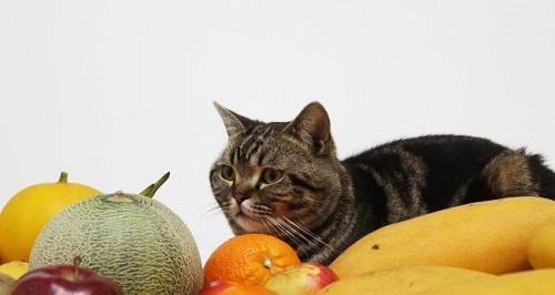 宠物猫蔬菜食谱（营养均衡的健康饮食法）