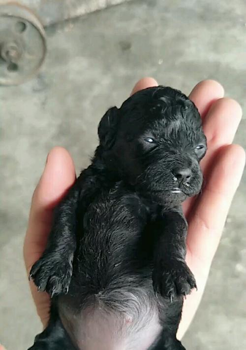泰迪狗狗几天可以睁眼（探讨泰迪狗狗睁眼的时间及关注点）