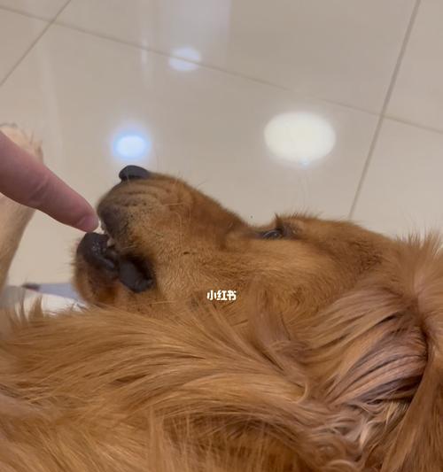 小狗呕吐的原因及处理方法（宠物小狗为什么会呕吐）