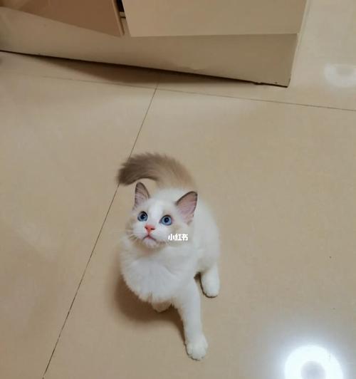 爱宠无界——纯白布偶猫蓝双（以纯真与优雅征服你的心灵）