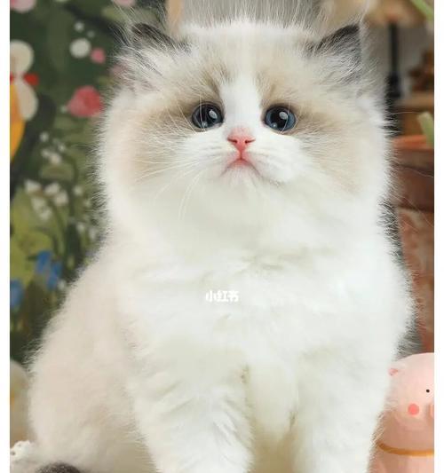 纯白脸布偶猫的优雅与可爱（以宠物为主的猫咪生活与护理）