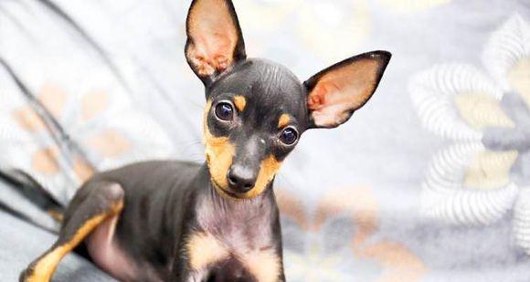 纯种鹿犬的颜色与特征，了解你的宠物伙伴（纯种鹿犬的颜色与特征）