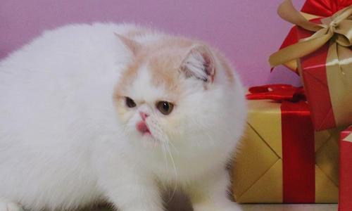 探究大饼脸猫的品种及特点（以宠物为主的猫咪品种解析）