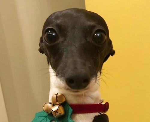 探究黑白犬的品种和特点