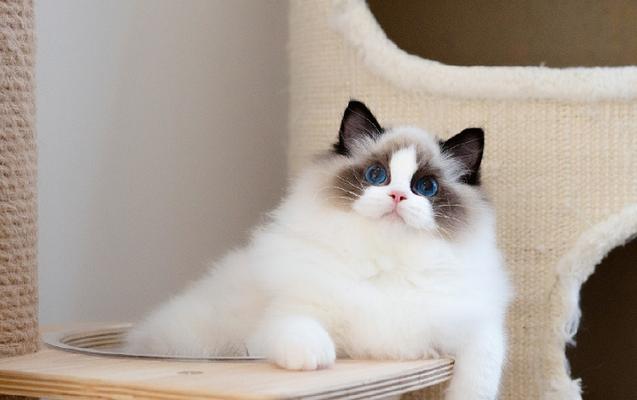 黑鼻头布偶猫的生育情况（探究布偶猫生育规律）