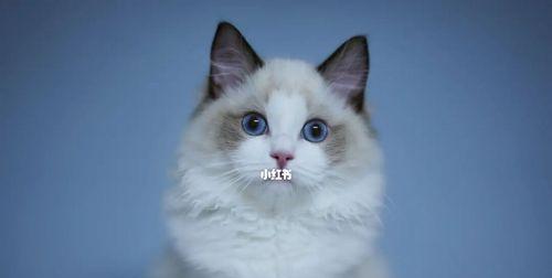 以黑边布偶猫为主题的宠物介绍（探究黑边布偶猫的特点和养护方法）