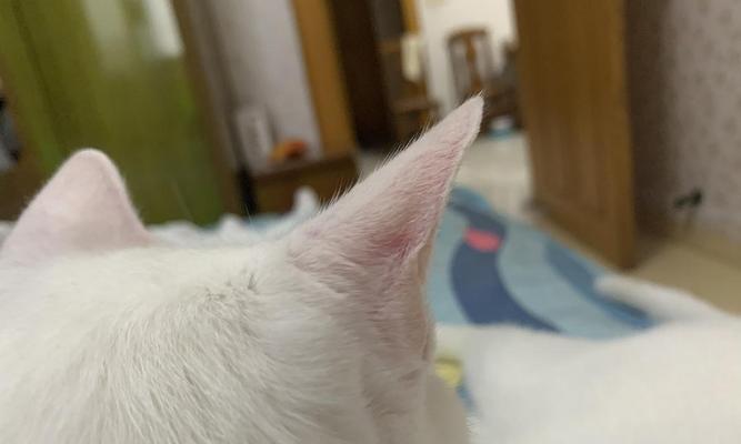 黑耳朵猫咪的神秘黑点（揭开黑点背后的秘密）