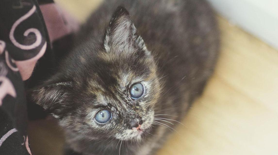 黑黄花斑猫咪的魅力与养护（探究黑黄花斑猫咪的性格特点及喂养方法）