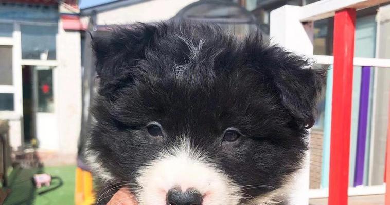 黑色边牧犬小时候的成长（以宠物为主的萌犬成长史）