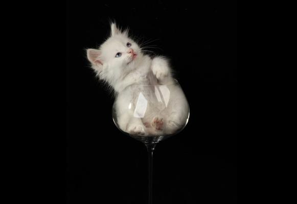 黑色英短折耳猫的魅力（探寻黑色英短折耳猫的性格特点和饲养技巧）