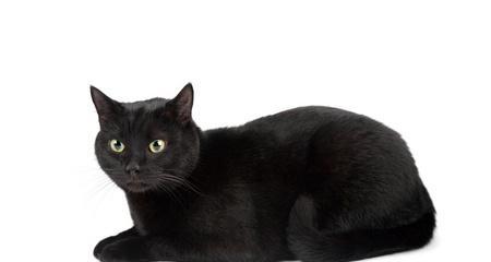 黑色折耳猫的性格解析（探究黑色折耳猫的温顺）