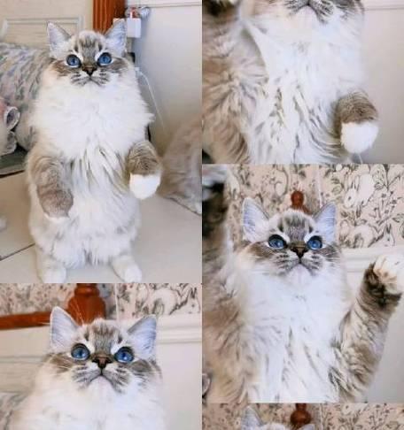 虎斑猫和布偶生的猫——养宠必读（了解虎斑猫和布偶生的猫）