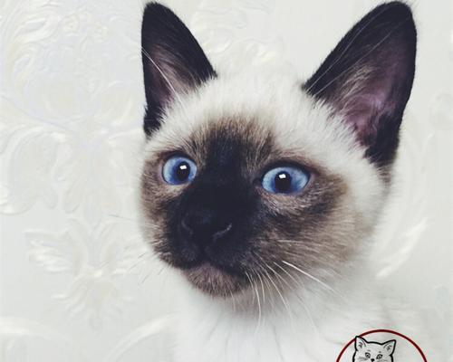 追寻猫咪的美丽——虎斑暹罗猫CFA（以宠物为主）
