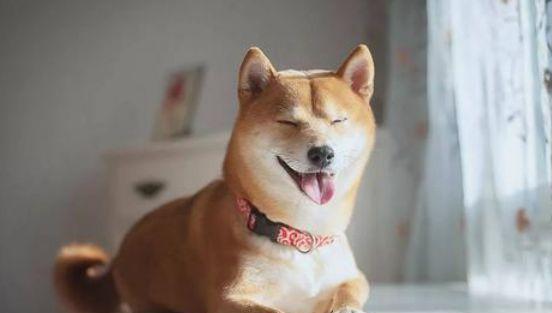 怀孕母犬的饮食指南（以宠物为主）