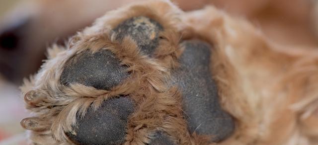怀孕母狗流液体的原因与应对方法（宠物母犬孕期出现异常情况）