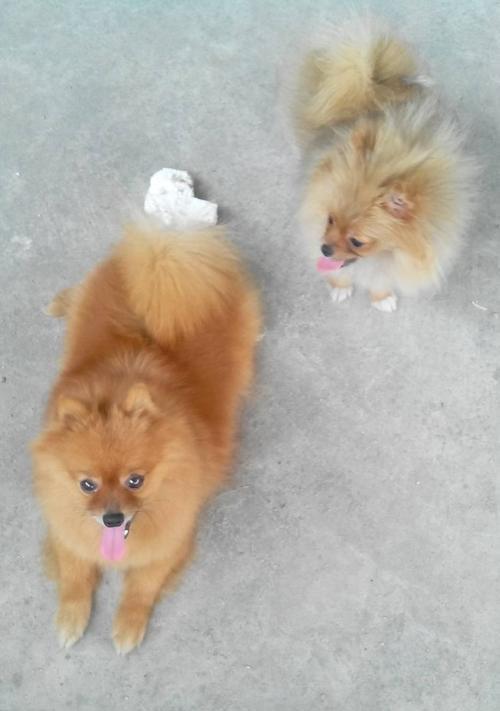 探秘黄色博美幼犬毛色的魅力（黄色博美幼犬的性格特点与照顾技巧）
