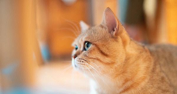 黄色小猫名字大全——给你最可爱的宠物命名灵感（萌萌哒黄色小猫）