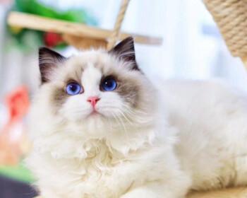 探秘皇室血统布偶猫的魅力（宠物世界中的贵族猫咪——皇室血统布偶猫）