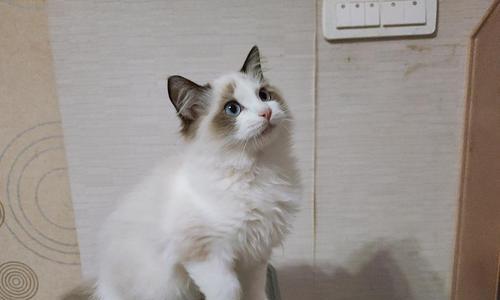 以火焰色布偶猫不开脸的独特魅力（揭秘它们的神秘面纱）