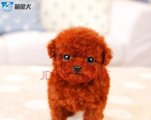 最可爱的泰迪犬——以几个月为限制（探秘泰迪犬生长过程中的变化）