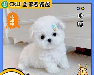 以几天大的小狗能截耳吗（了解关于小狗截耳的必要性及注意事项）