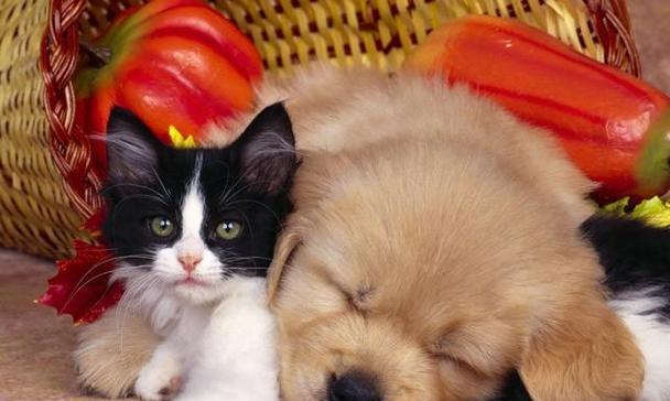 家里养猫的必备知识（如何让你的宠物猫健康成长）