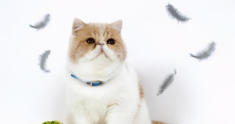 家里养猫咪的风水宜忌（以宠物为主的家庭）