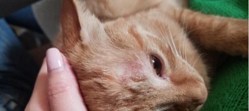家猫患上猫藓该如何处理（宠物养护指南）